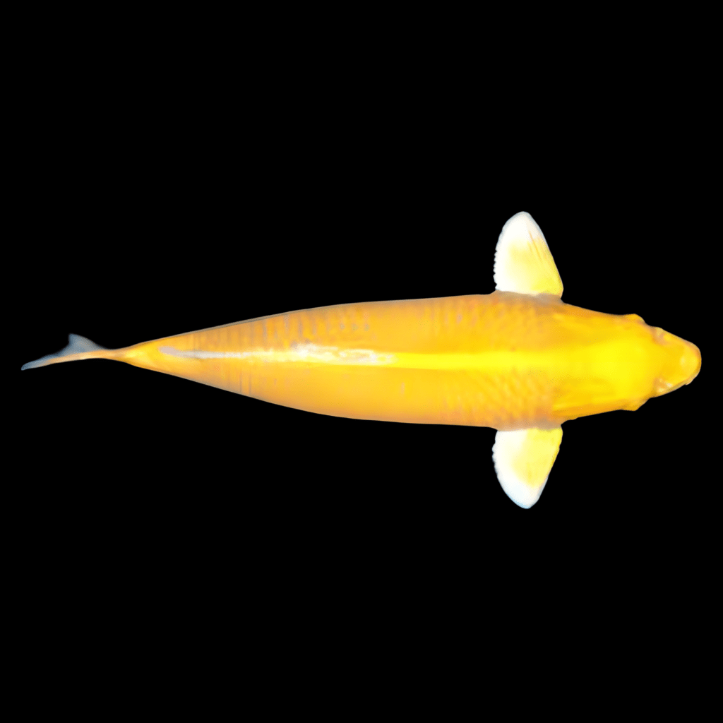 Ogon Grade A Koi Carp Cyprinus Carpio Sims Tropical Fish Tropical