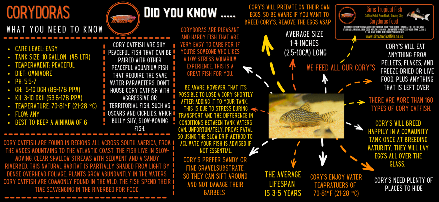 Sterbas Corydoras Sterbai Sterbae Cm Catfish Sims Tropical Fish