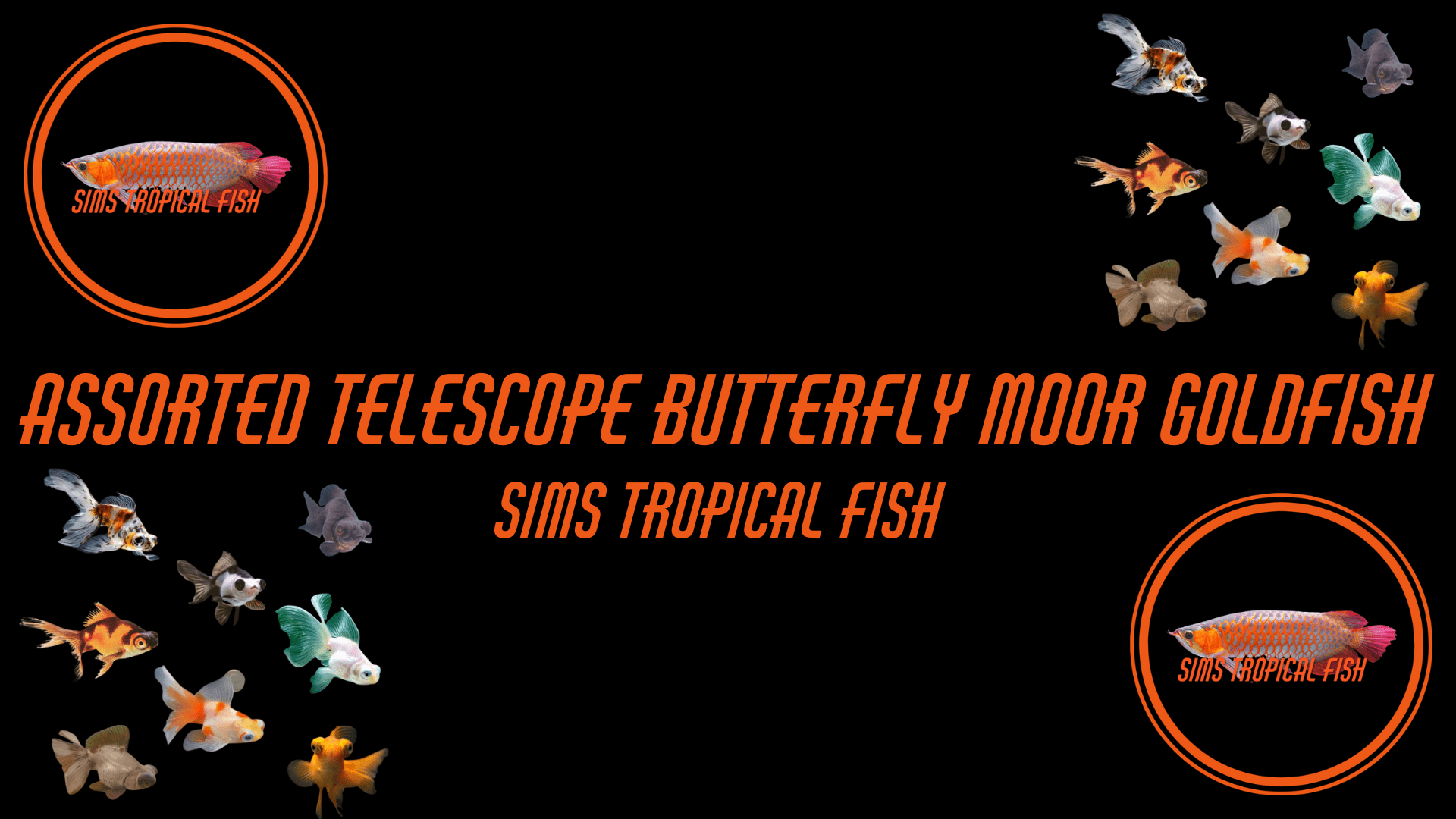 Assorted Giant Telescope Butterfly Moor Grade AA Goldfish Carassius