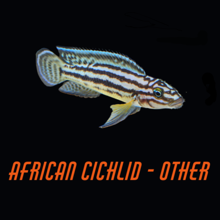 African Cichlid- Other