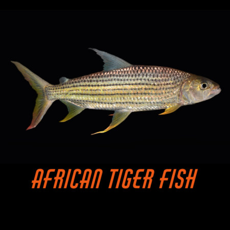 African Tiger Fish
