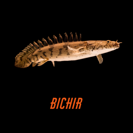 Bichir