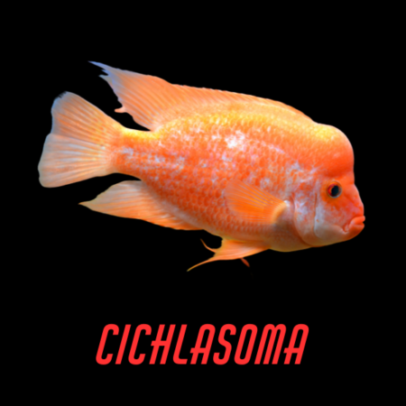 Cichlasoma