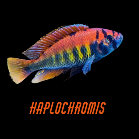 Haplochromis