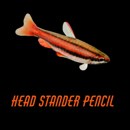 Head Stander Pencil