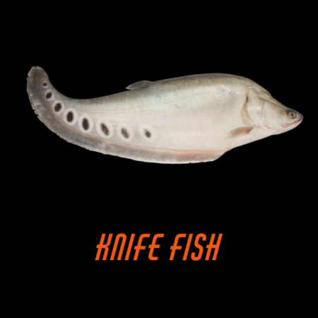 Knife Fish