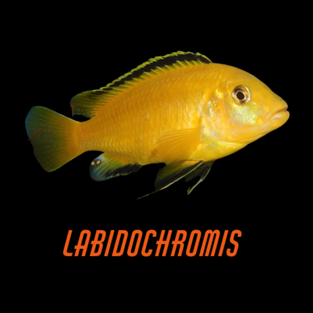 Labidochromis