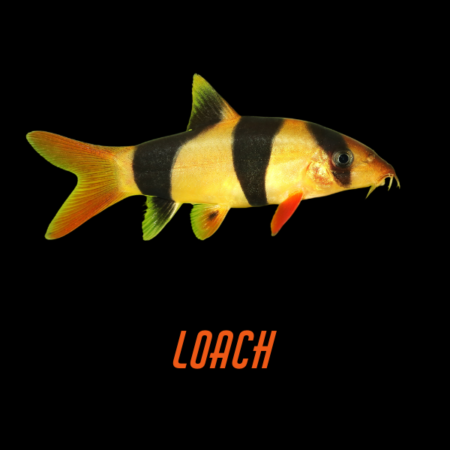 Loach