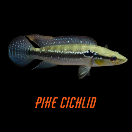 Pike Cichlid