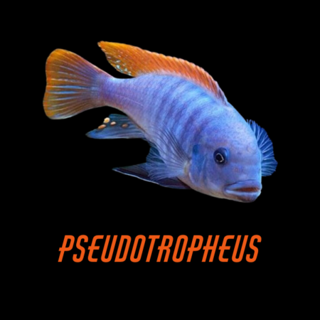 Pseudotropheus