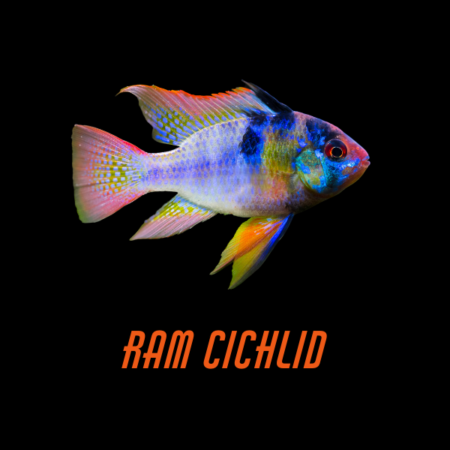 Ram Cichlid