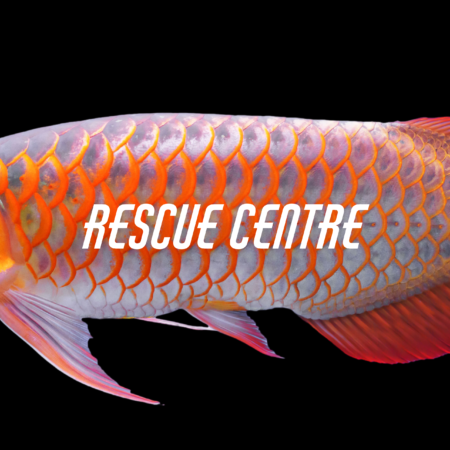 Rescue Centre