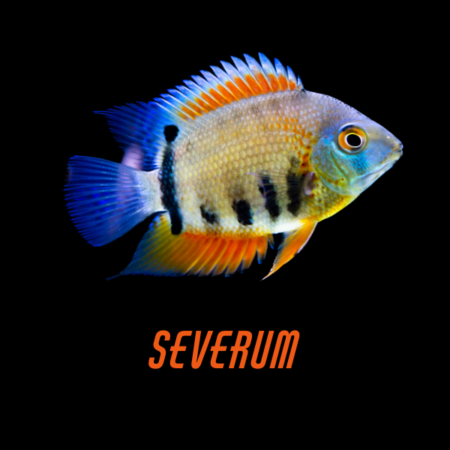 Severum