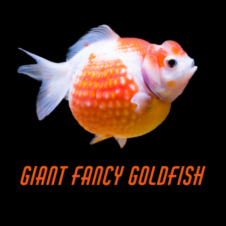 Giant Fancy Goldfish