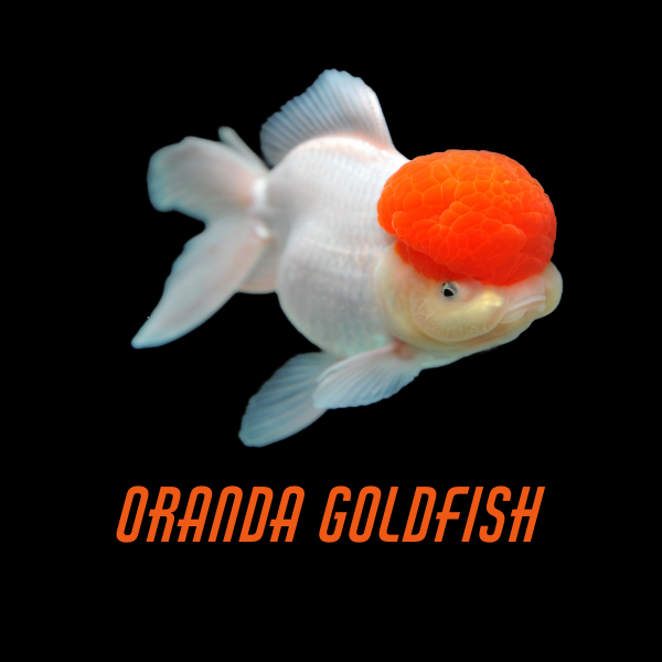 Oranda Goldfish