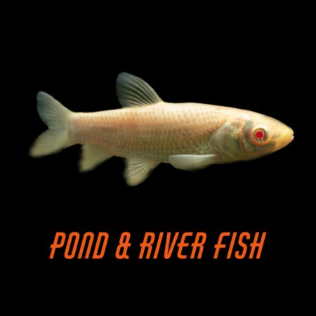 Pond & River Fish
