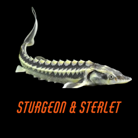 Sturgeon & Sterlet