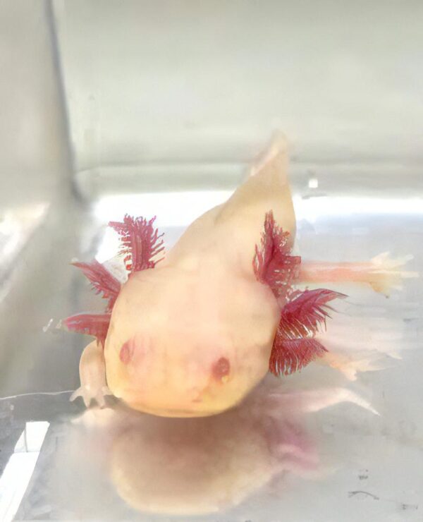 White Albino Axolotl Ambystoma Mexicanum - Image 4