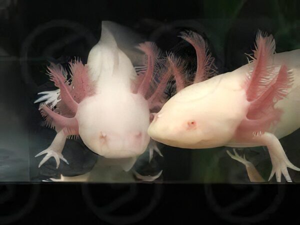 White Albino Axolotl Ambystoma Mexicanum - Image 3