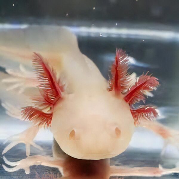 White Albino Axolotl Ambystoma Mexicanum - Image 5