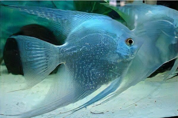 Blue Diamond Angelfish Pterophyllum Scalare 5cm - Image 4