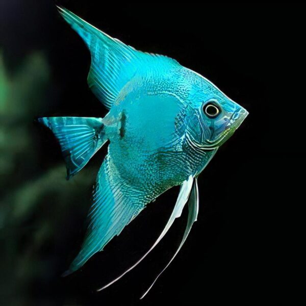 Blue Diamond Angelfish Pterophyllum Scalare 5cm - Image 6