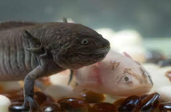 Brown Axolotl Ambystoma Mexicanum - Image 4