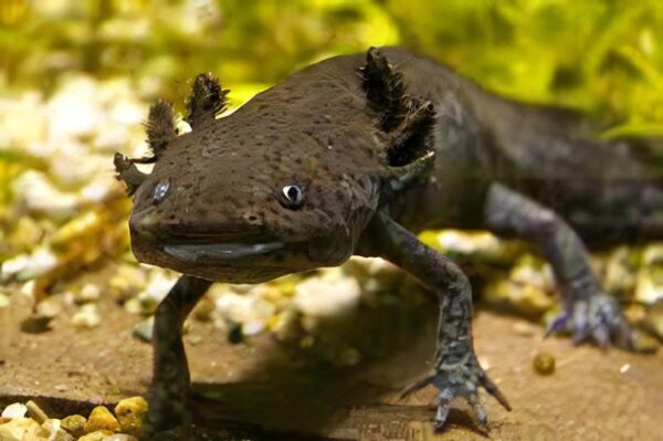 Brown Axolotl Ambystoma Mexicanum - Image 3