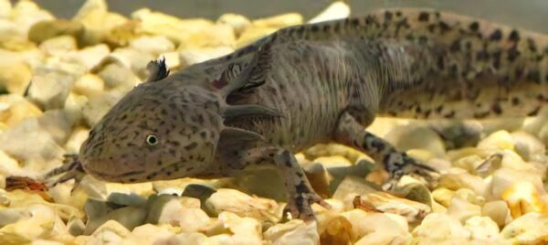 Brown Axolotl Ambystoma Mexicanum - Image 2