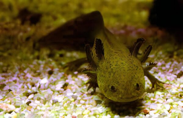 Brown Axolotl Ambystoma Mexicanum - Image 6