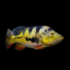 Butterfly Peacock Bass - Cichla Ocellaris
