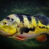 Butterfly Peacock Bass - Cichla Ocellaris - Image 6