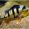 Butterfly Peacock Bass - Cichla Ocellaris - Image 5