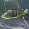 Butterfly Peacock Bass - Cichla Ocellaris - Image 4