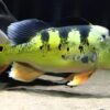 Butterfly Peacock Bass - Cichla Ocellaris - Image 3