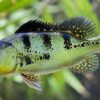 Butterfly Peacock Bass - Cichla Ocellaris - Image 7