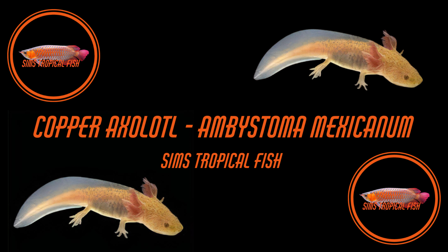 Copper Axolotl Ambystoma Mexicanum – Sims Tropical Fish | Tropical Fish ...