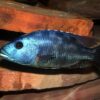 Haplochromis Fuscotaeniatus Malawi African Cichlid - Image 7