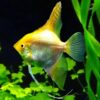 Golden Angelfish Pterophyllum Scalare - Image 6
