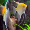 Golden Angelfish Pterophyllum Scalare - Image 5
