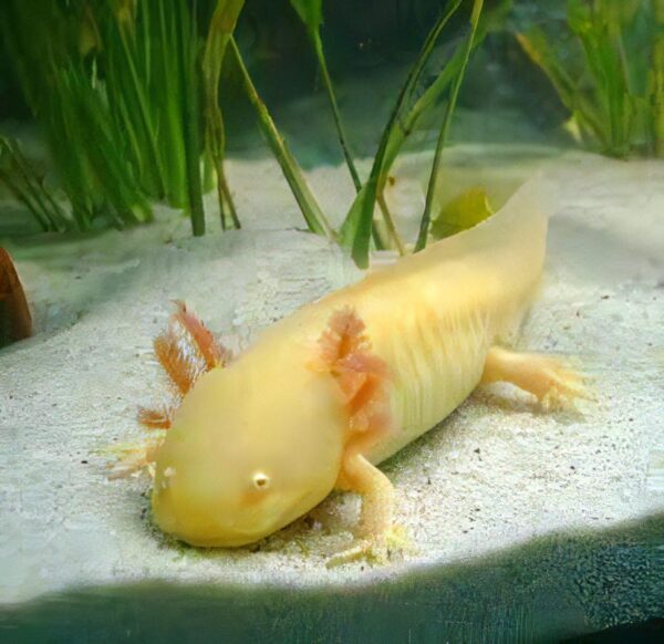 Golden Axolotl Ambystoma Mexicanum - Image 3