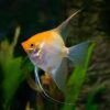 Golden Angelfish Pterophyllum Scalare - Image 4