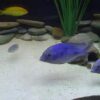 Haplochromis Moorii Blue Dolphin Malawi African Cichlid - Image 7