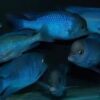 Haplochromis Moorii Blue Dolphin Malawi African Cichlid - Image 6