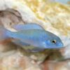 Haplochromis Moorii Blue Dolphin Malawi African Cichlid - Image 5