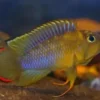 Apistogramma Njesseni 3cm - Image 6