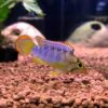 Apistogramma Njesseni 3cm - Image 5
