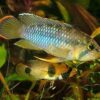 Apistogramma Njesseni 3cm - Image 7