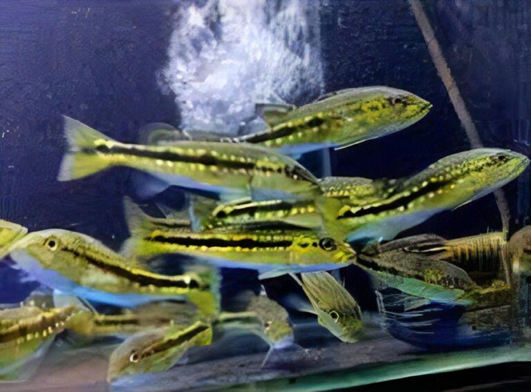 Pinima Peacock Bass – Cichla Pinima – Sims Tropical Fish | Tropical ...