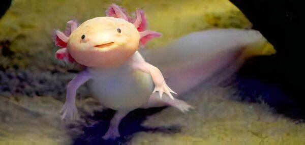 Pink Axolotl Ambystoma Mexicanum - Image 3